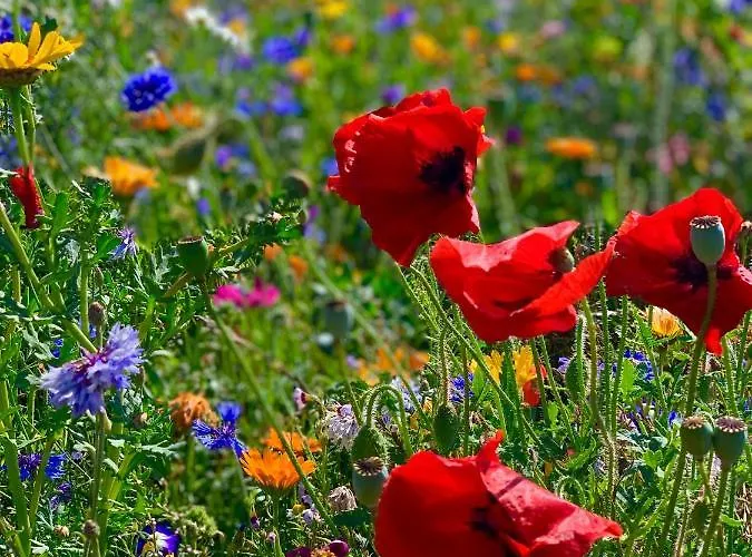 Matschak Og Links Appartement Fehmarn